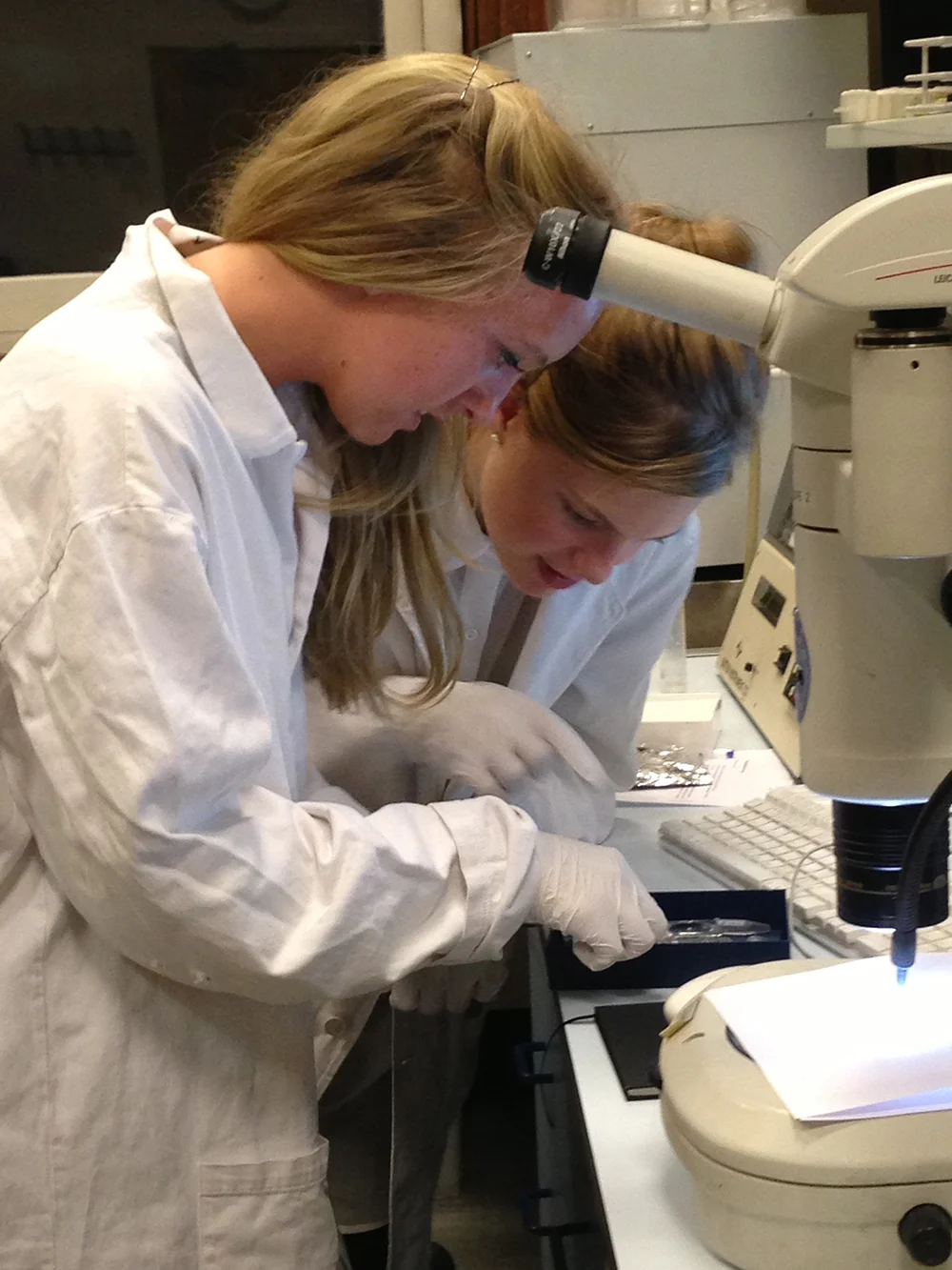 Sorting through embryos showing asymmetry in CNS and Viscera using in situ hybridisation