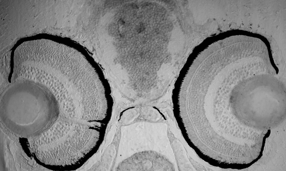 Transverse section of a wild-type eye at 3dpf