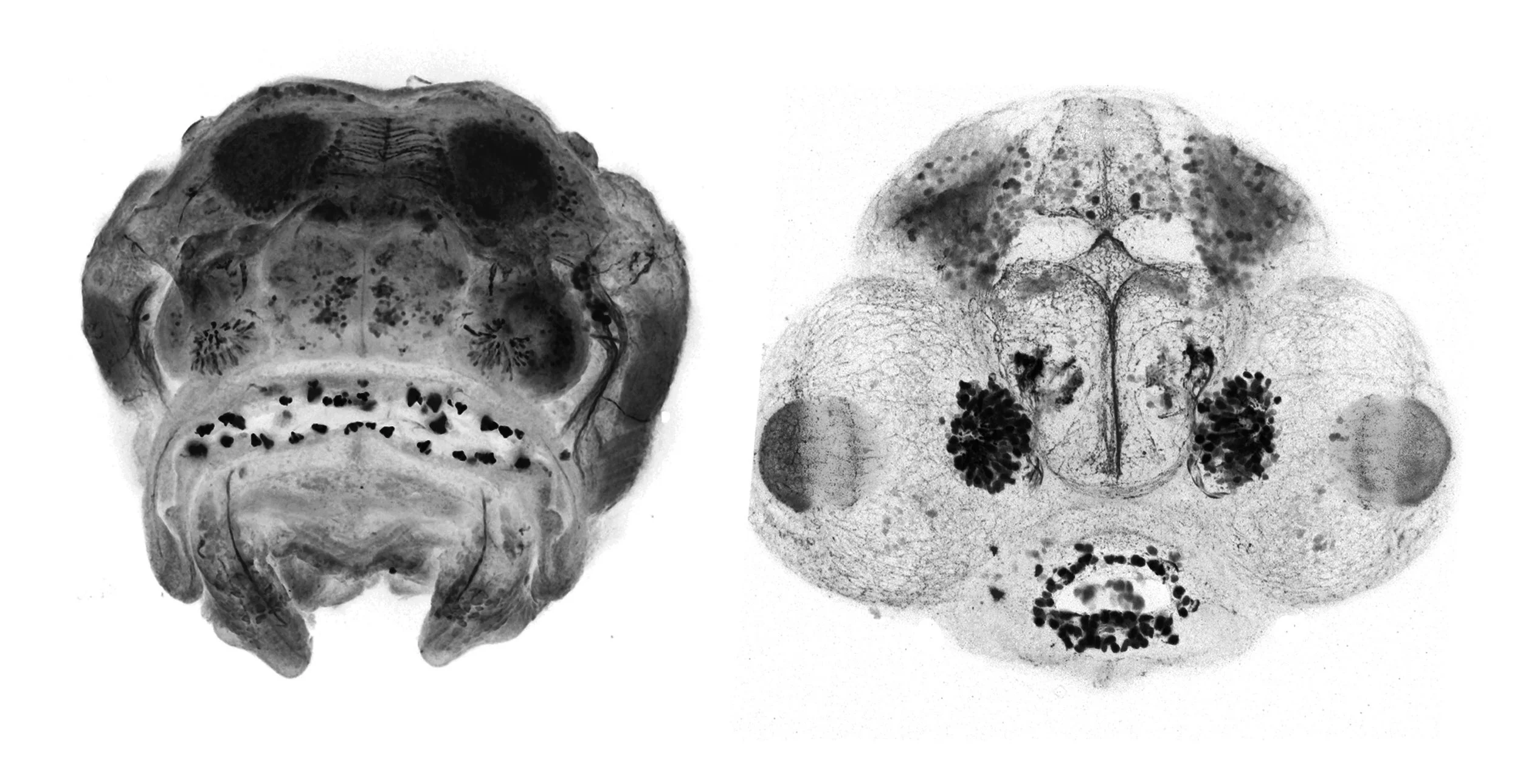 Frontal view of cavefish and zebrafish embryos