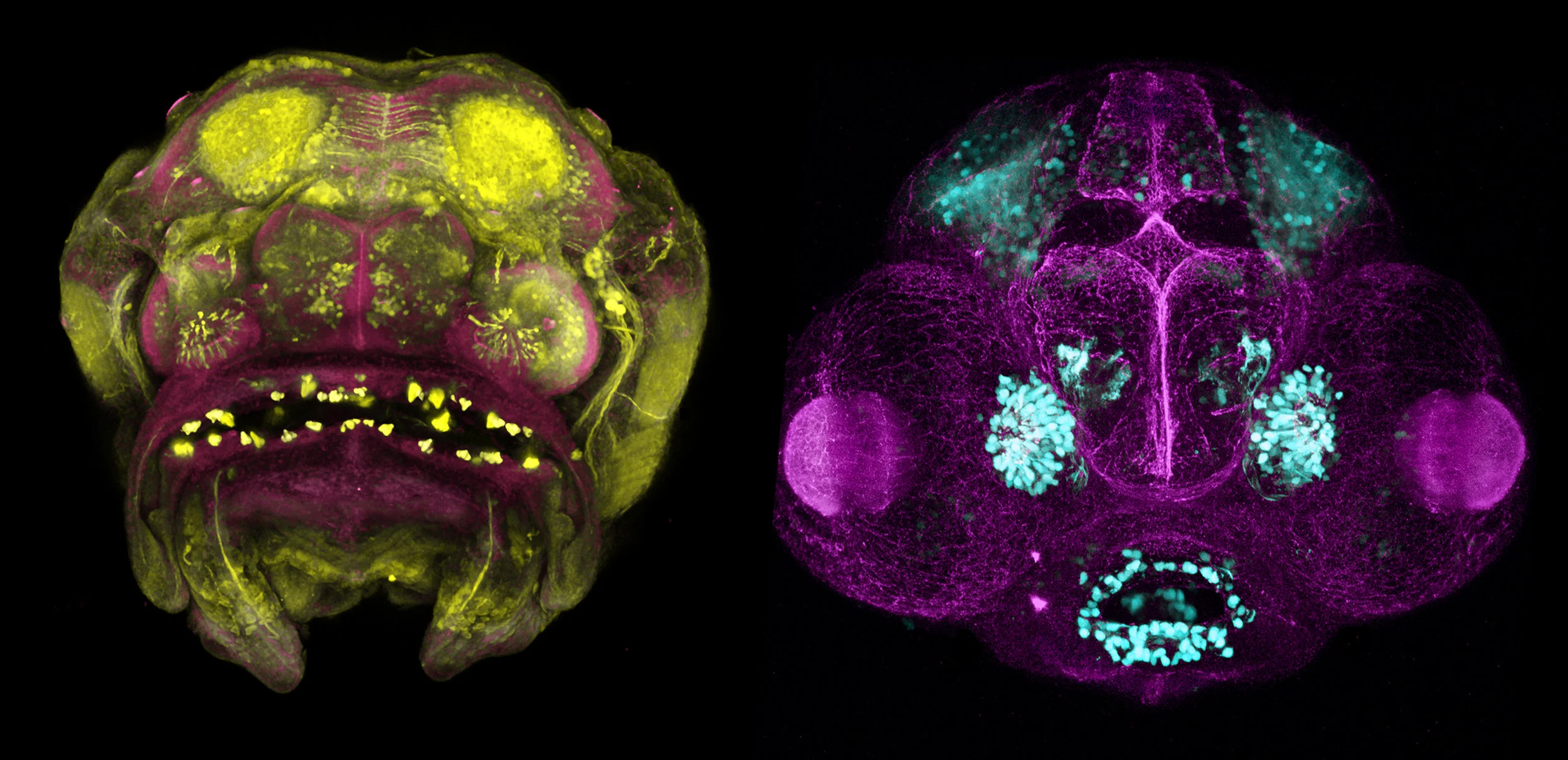Cavefish Zebrafish