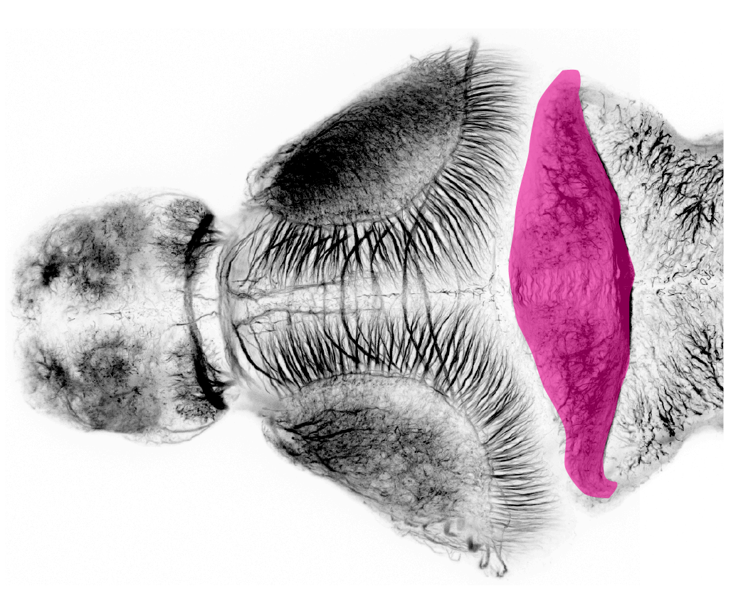 cerebellar commissure