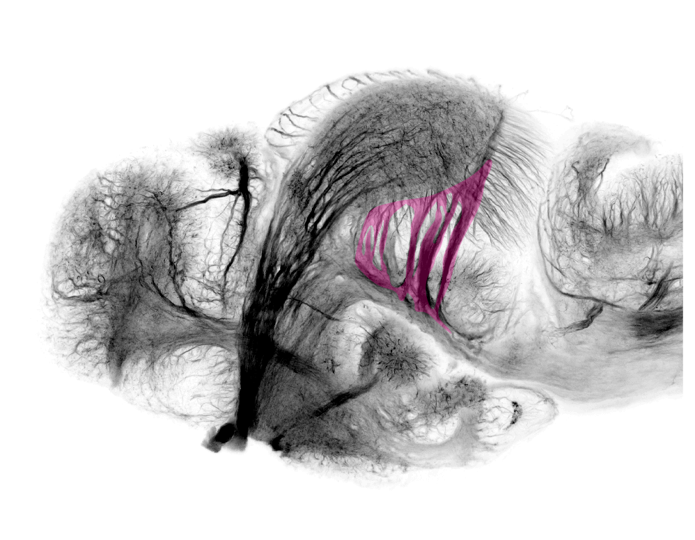 ventral tectal fascicles