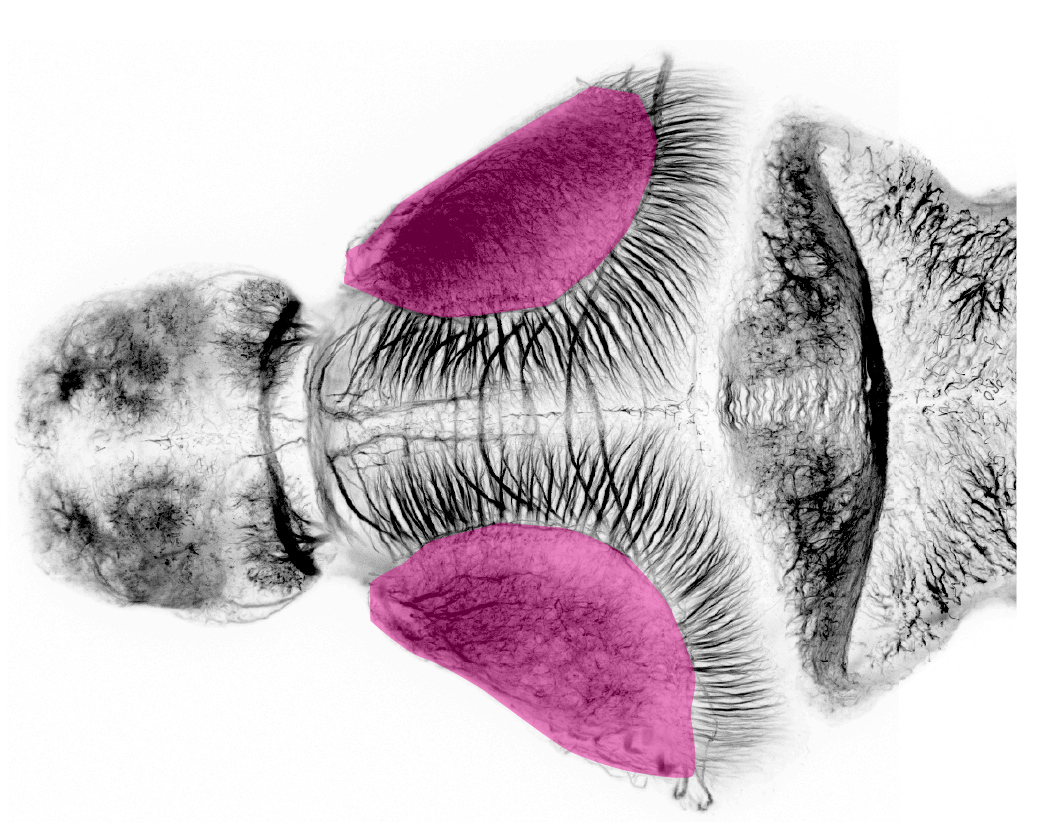 optic tectum neuropil