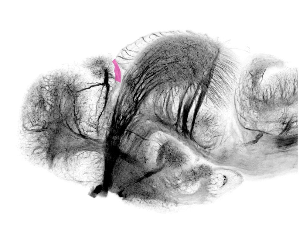 tract of the posterior commissure/posterior commissure
