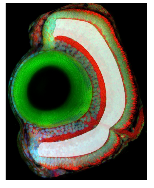 inner nuclear layer