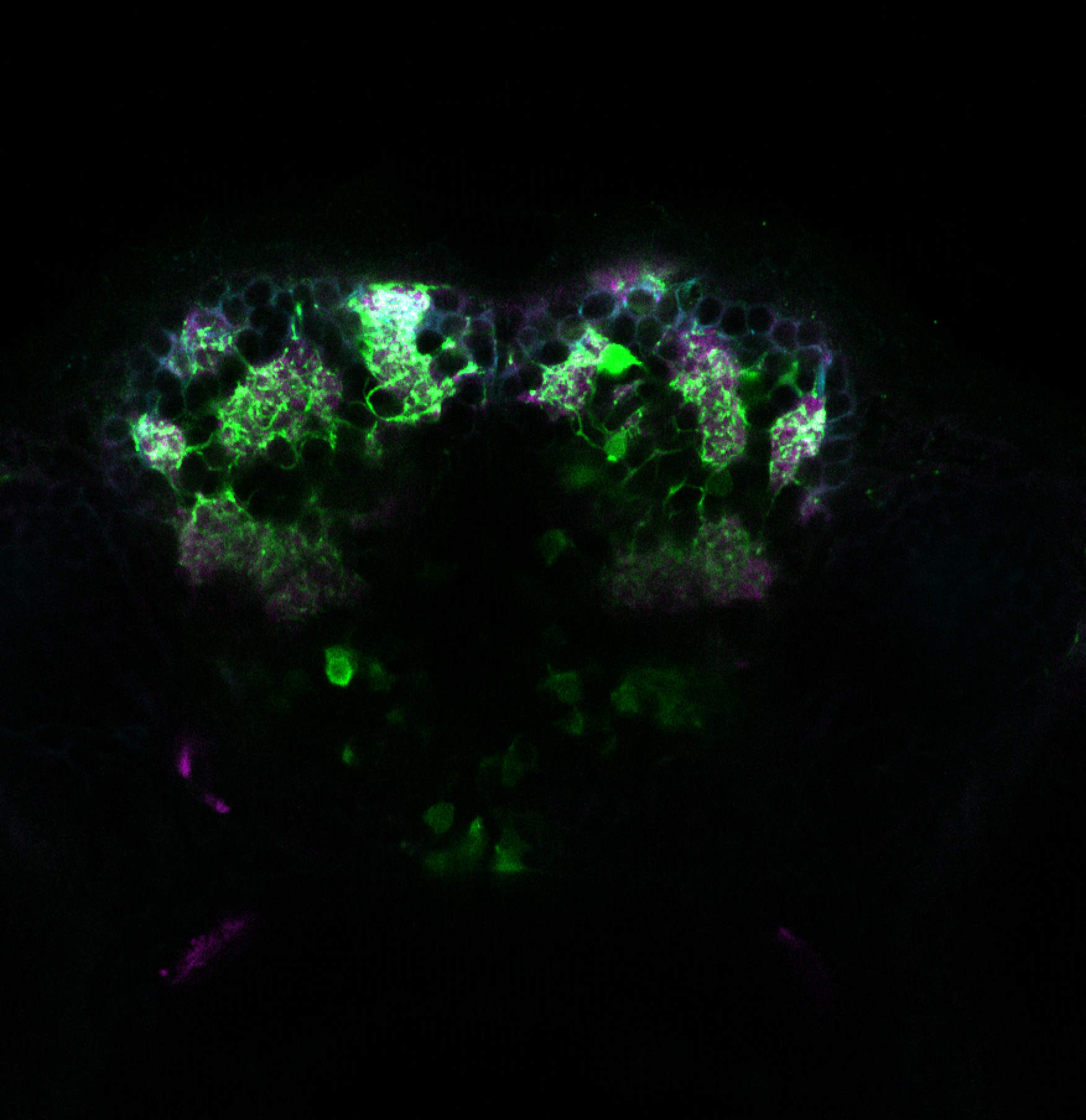 Olfactory bulb Tg(1.4dlx5a-dlx6a:GFP)ot1 labelled with GFP, tubulin and sv2