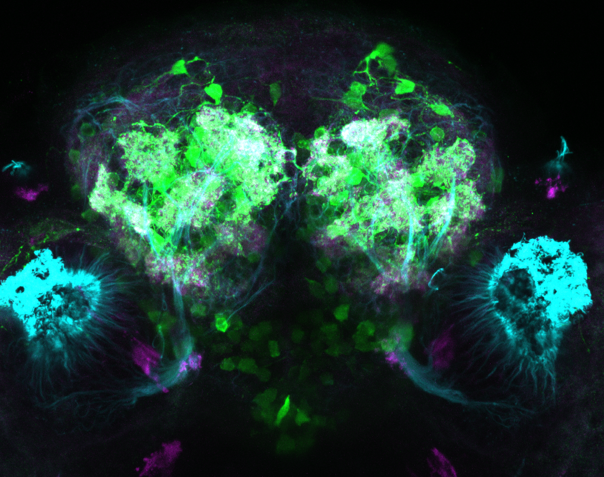 Olfactory glomeruli in Tg(1.4dlx5a-dlx6a:GFP)ot1 labelled with GFP, tubulin and sv2