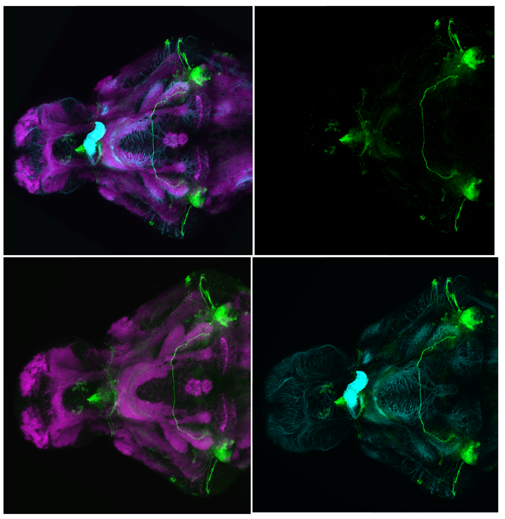 Ventral views of 4dpf s1168t larvae