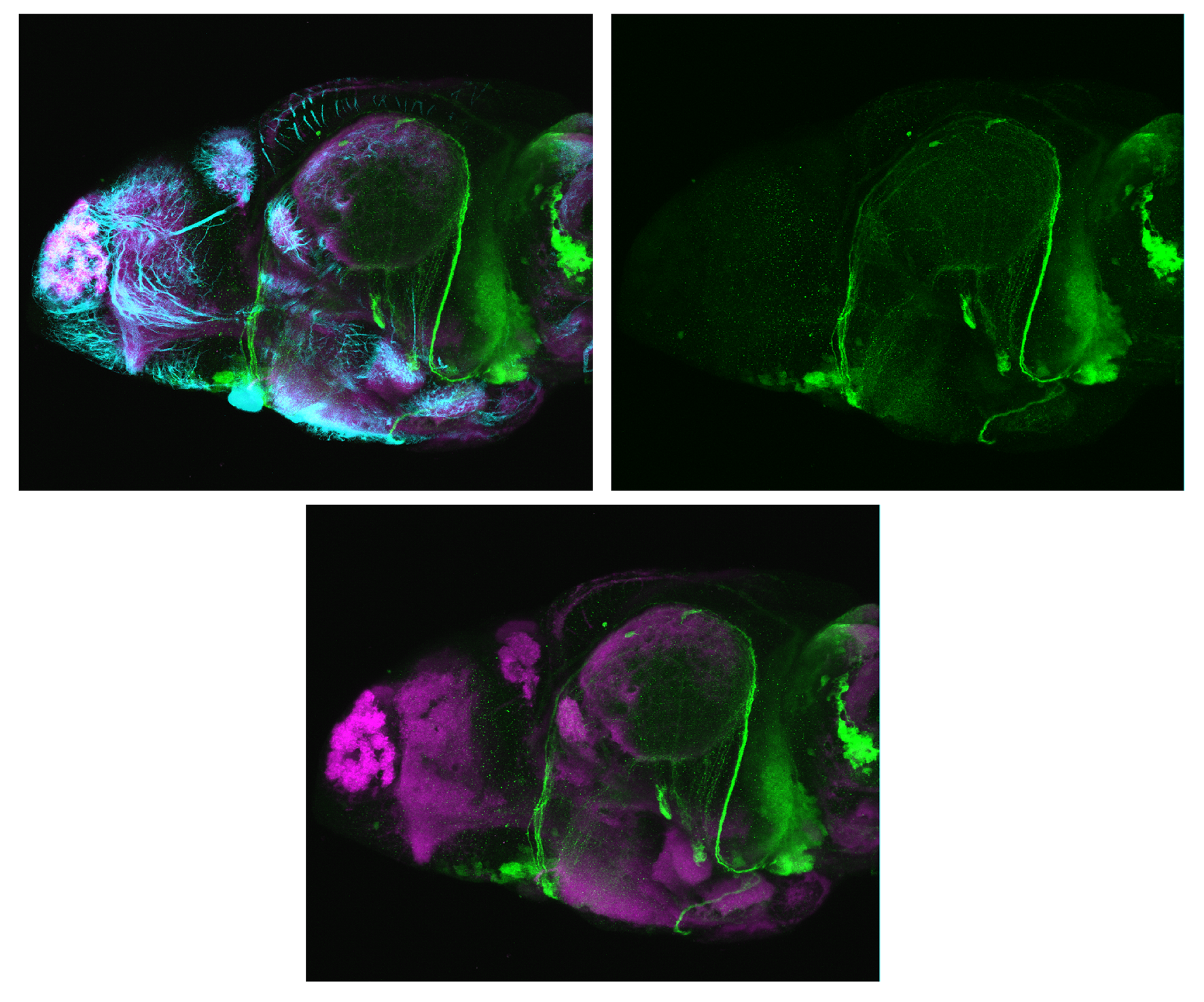 Lateral views of 4dpf s1168t larvae