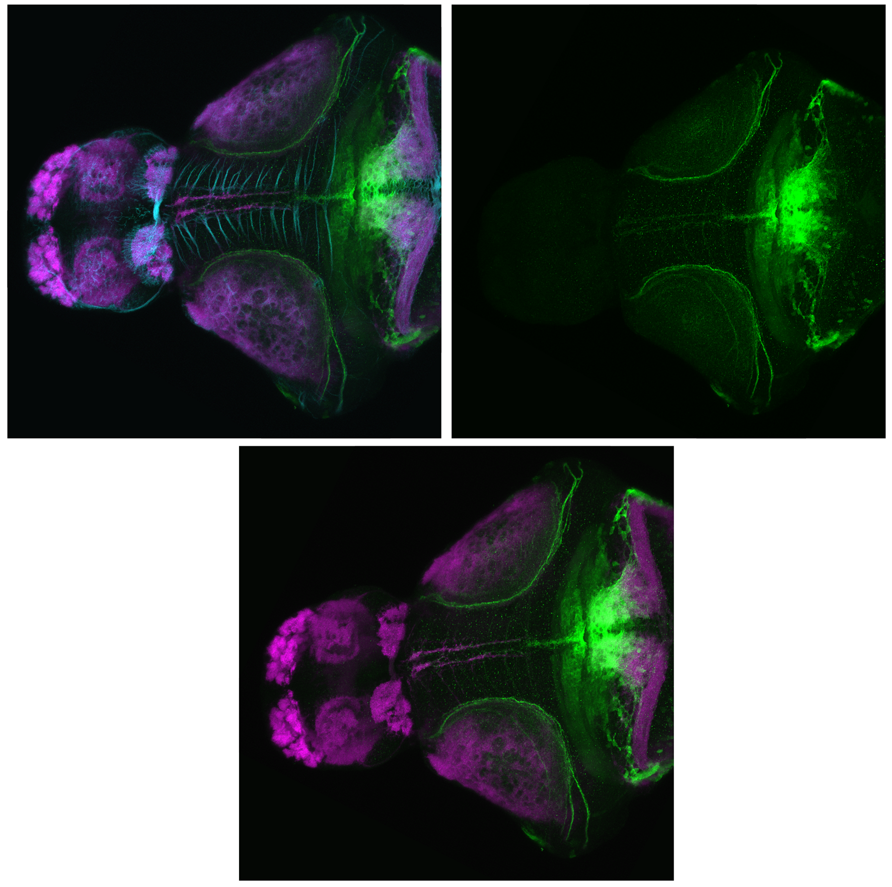 Dorsal views of s1168t larvae