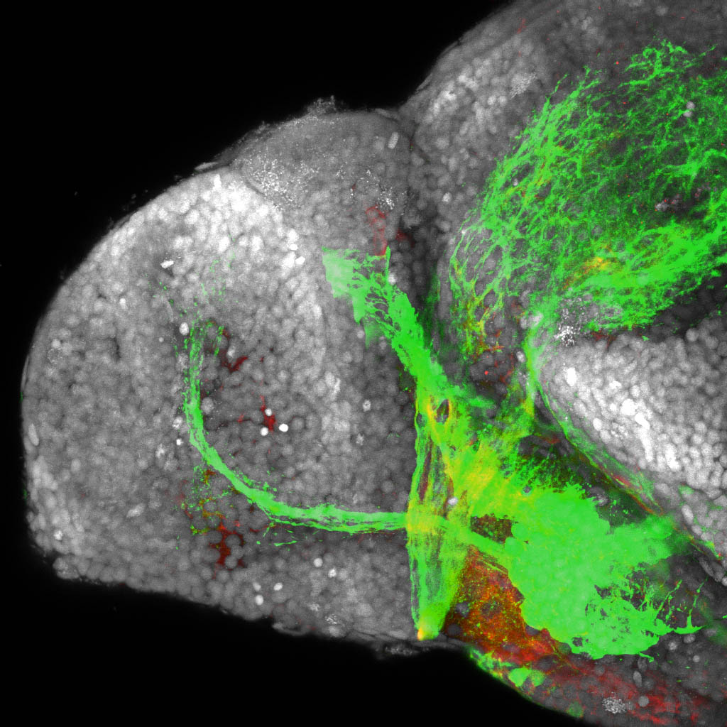 shh:GFP, tubulin and sytox 4dpf lateral forebrain