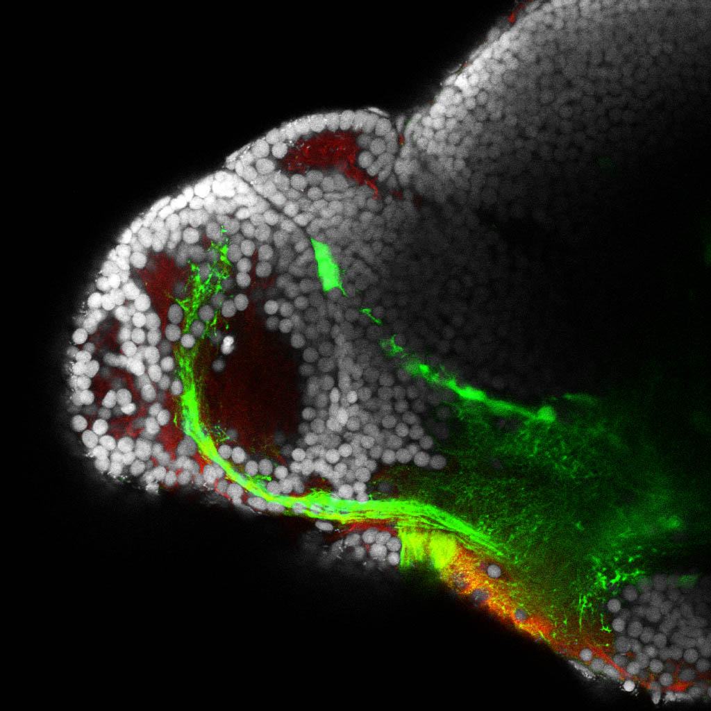 single z-slice through telencephalon