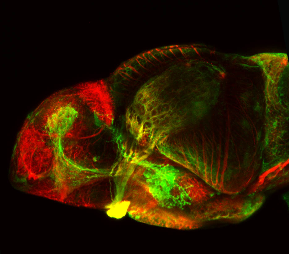 shh:GFP and tubulin, 4dpf lateral view