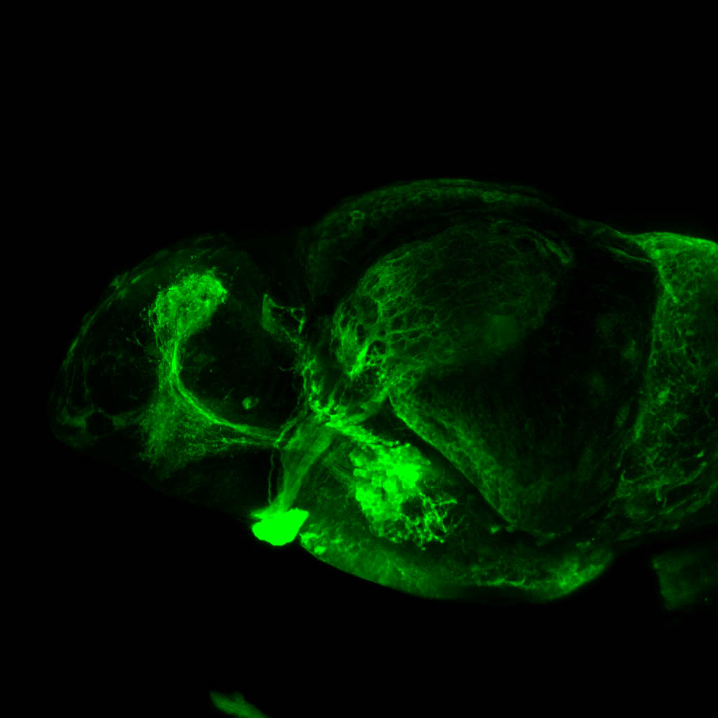 shh:GFP lateral view 4dpf