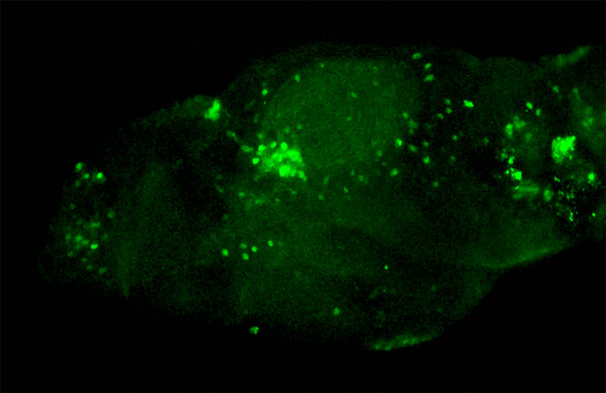 sox3h7:EGFP lateral view 4dpf