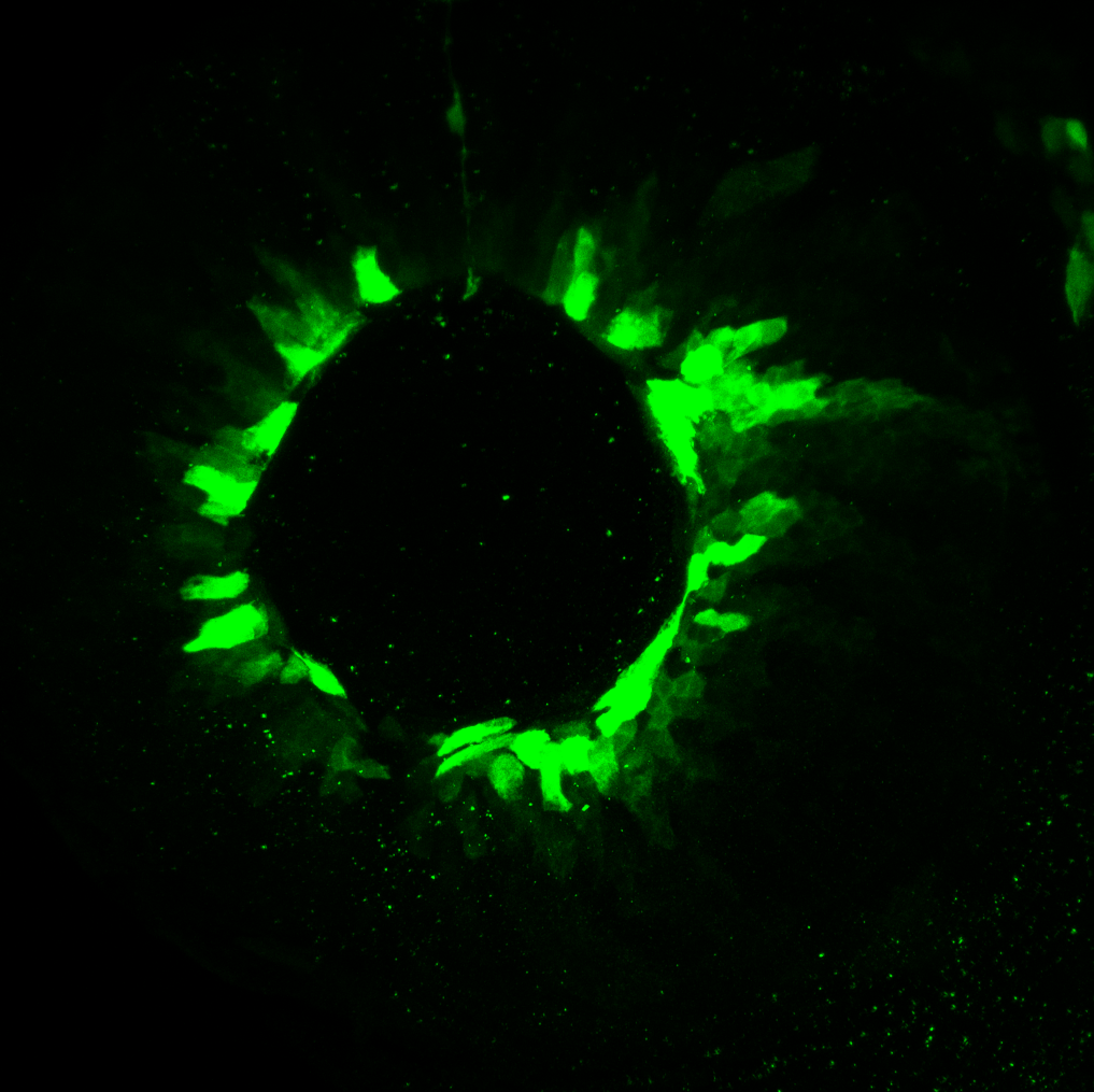 Cilliary marginal zone expression in sox3h10:EGFP