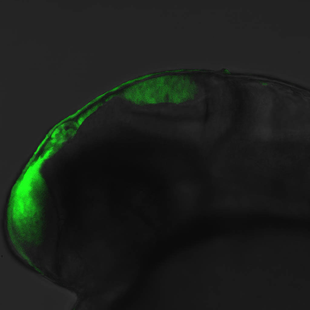 ET33:EGFP lateral view 24hpf