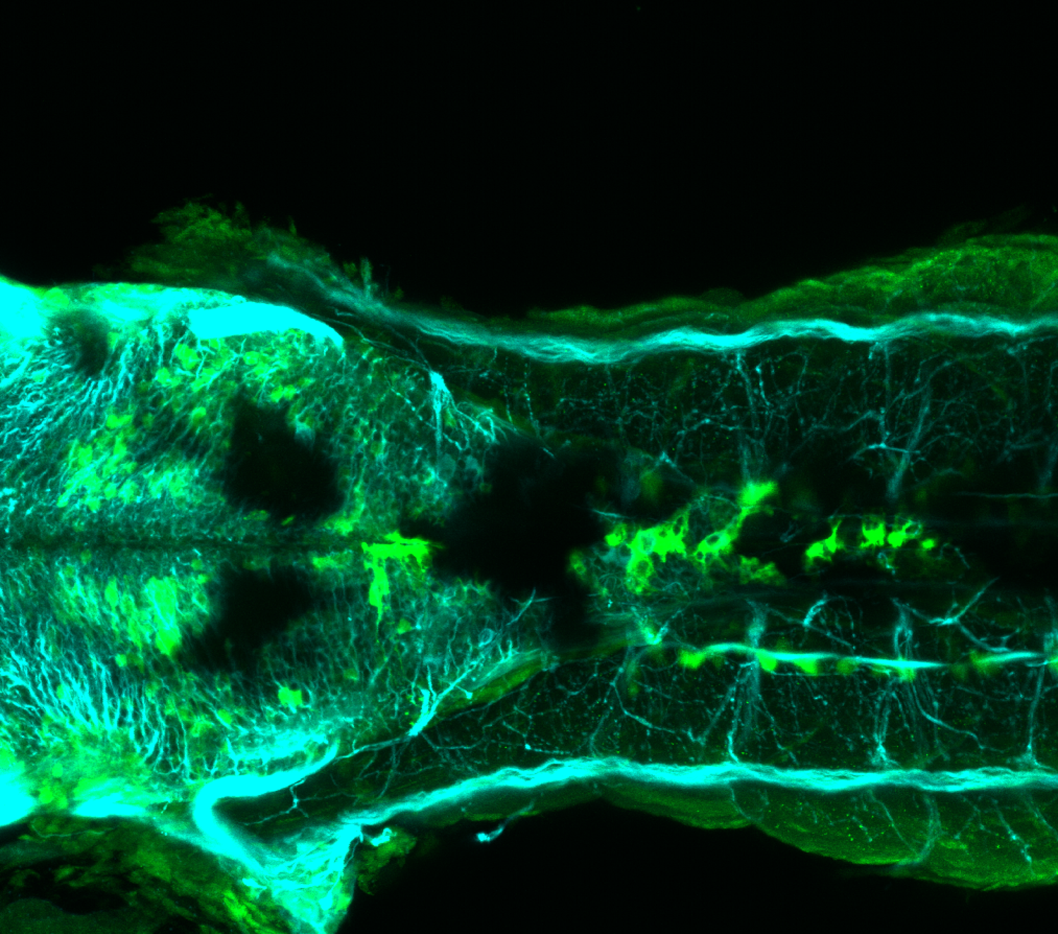 Transgenic lines — Zebrafish UCL