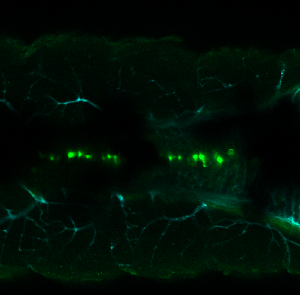 Transgenic lines — Zebrafish UCL