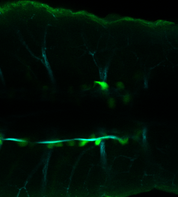 Transgenic lines — Zebrafish UCL