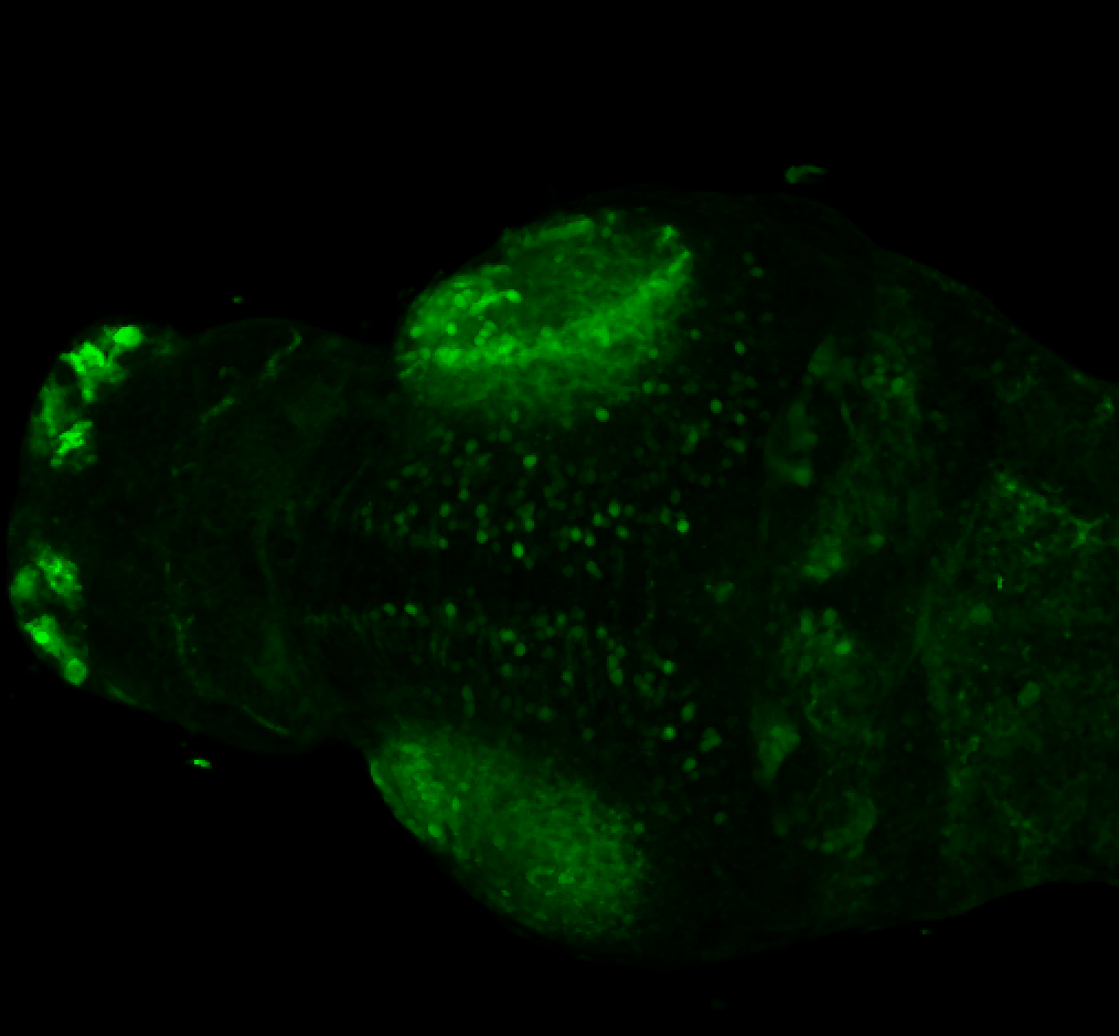 Dorsal 4dpf anti-Calbindin