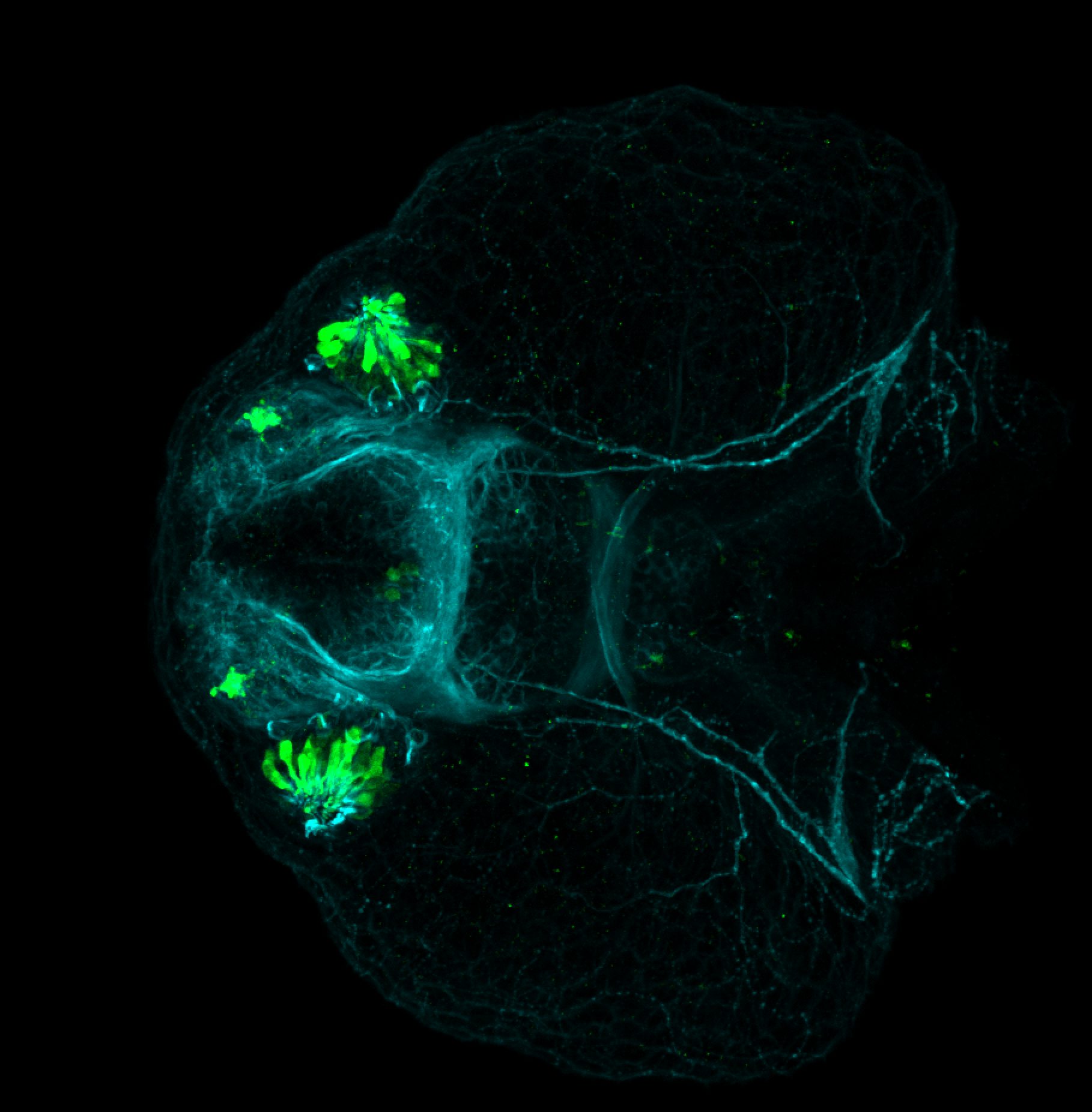 Ventral view of 48hpf anti-Calbindin and anti-tubulin