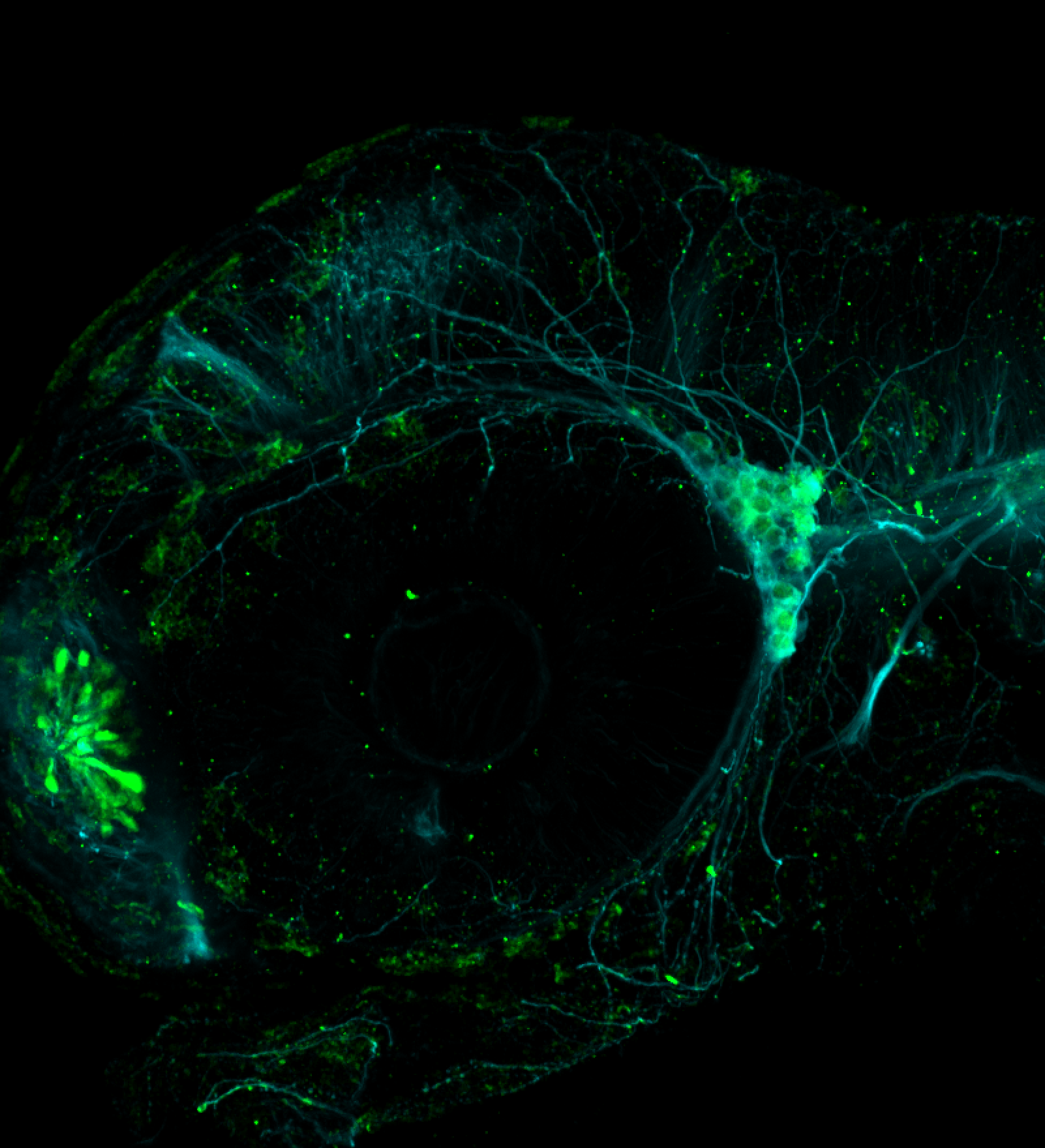 Lateral view 48hpf: anti-Calbindin and anti-tubulin trigeminal nerve expression