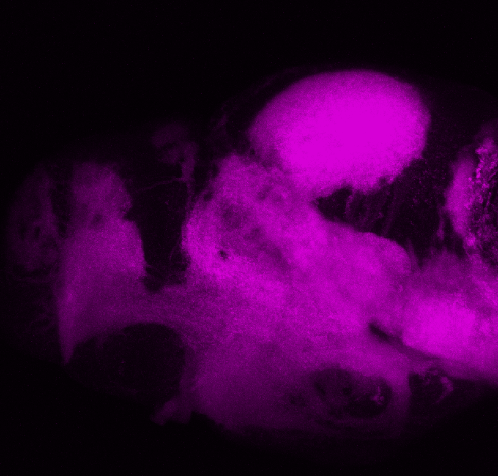 SV2 at 4dpf lateral view