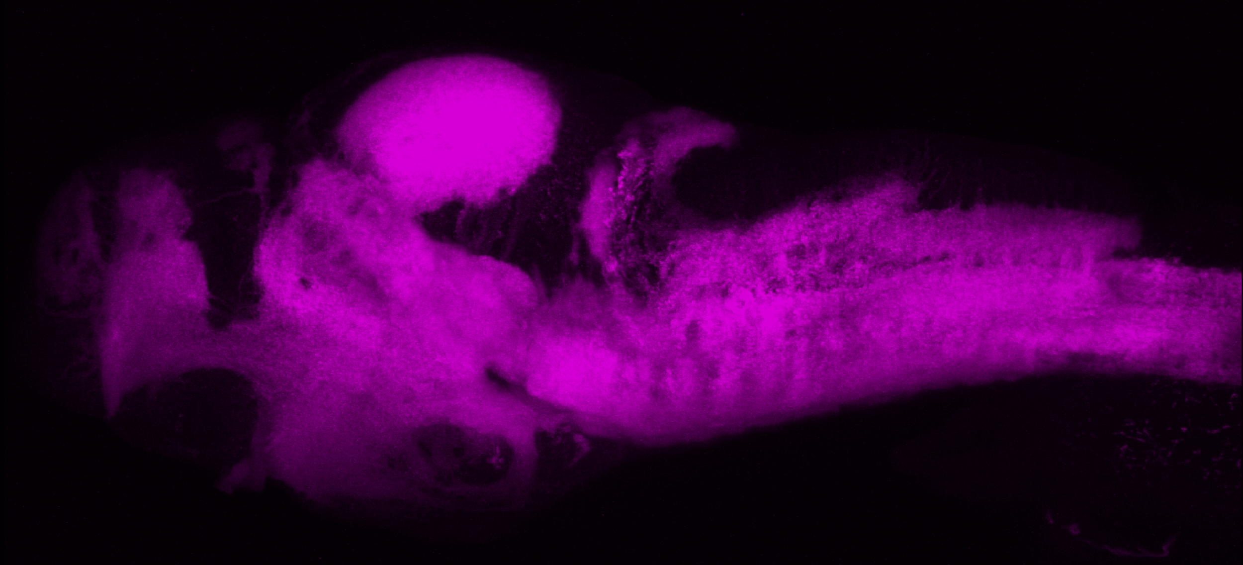 SV2 lateral view of whole brain at 4dpf