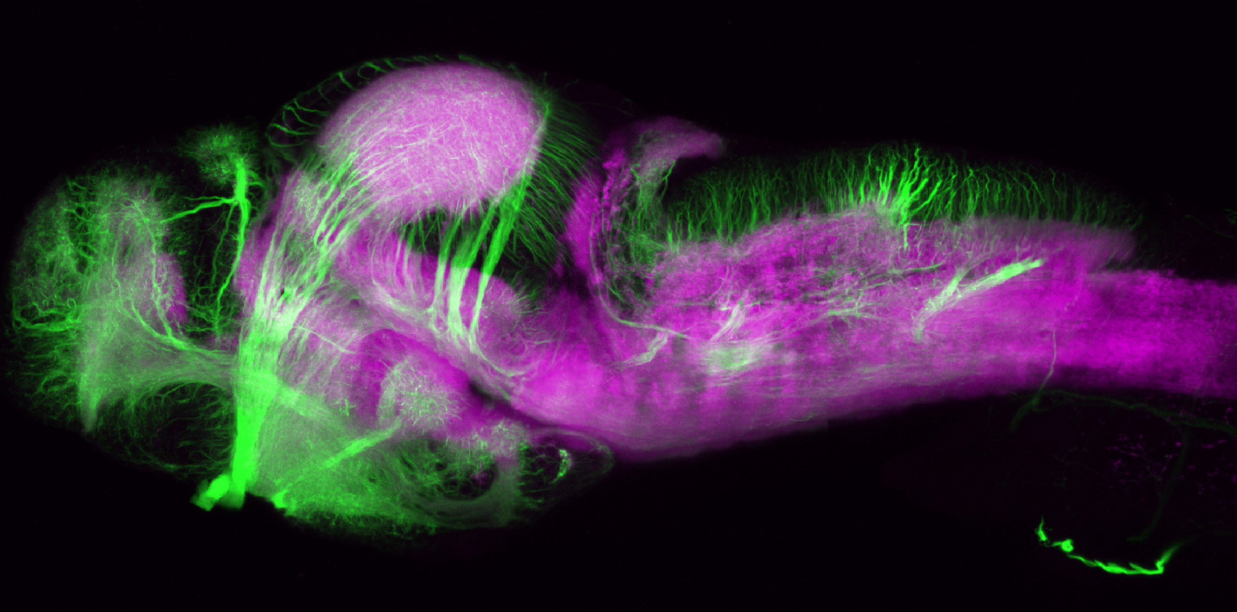 SV2 (magenta) and tubulin (green) lateral view of whole brain at 4dpf