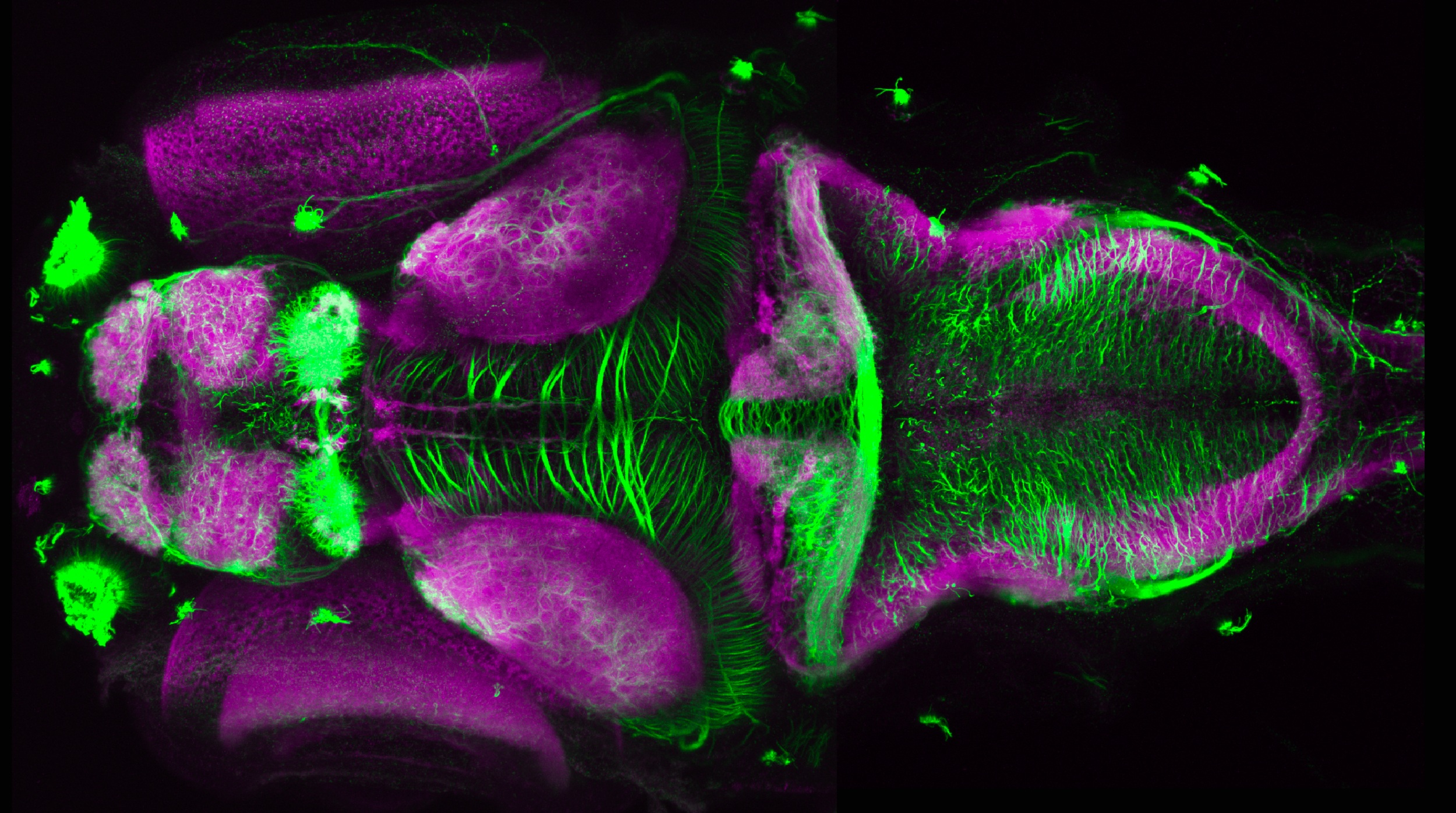 Dorsal view of undissected 4dpf larvae