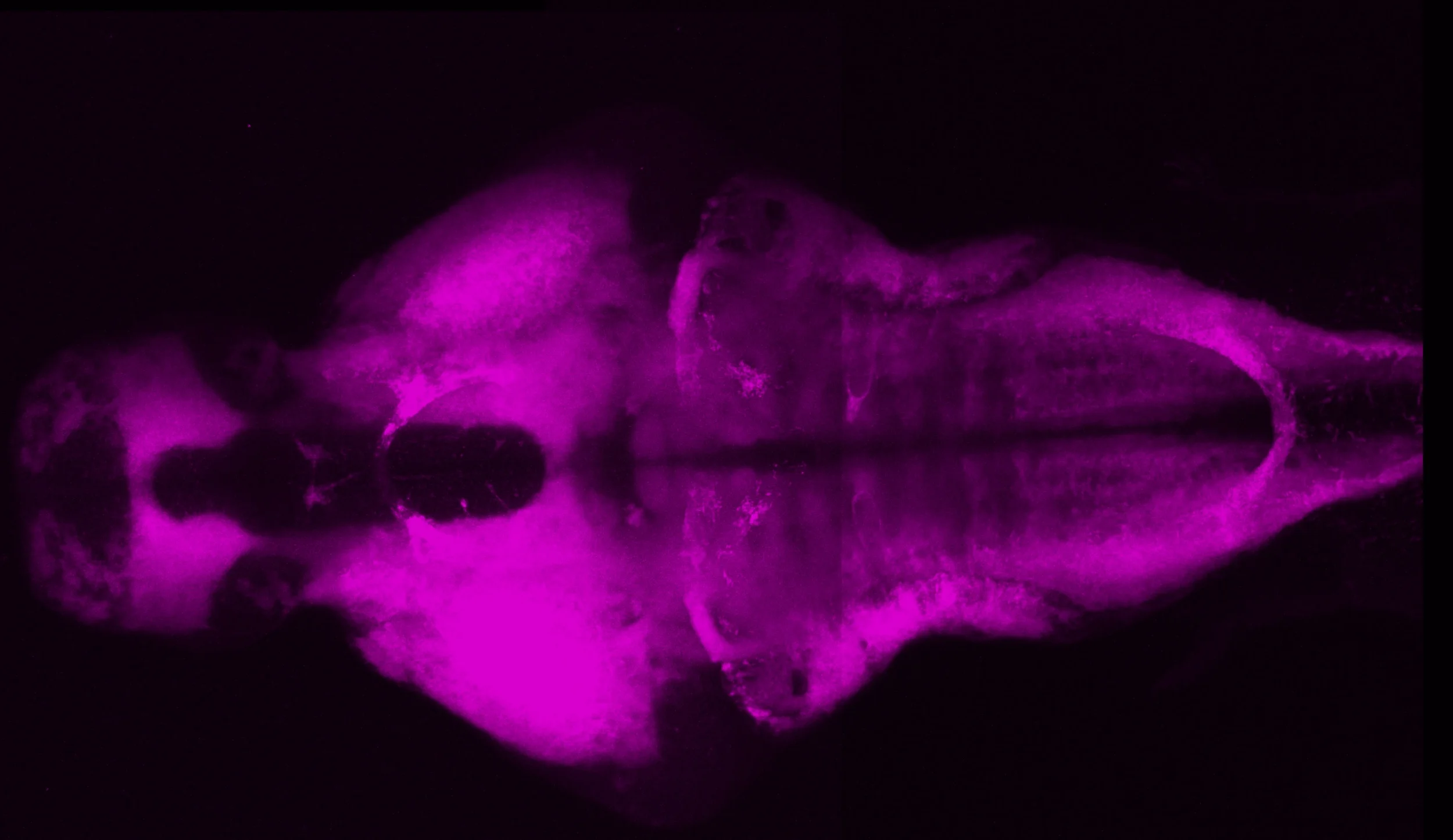 4dpf whole brain dissected