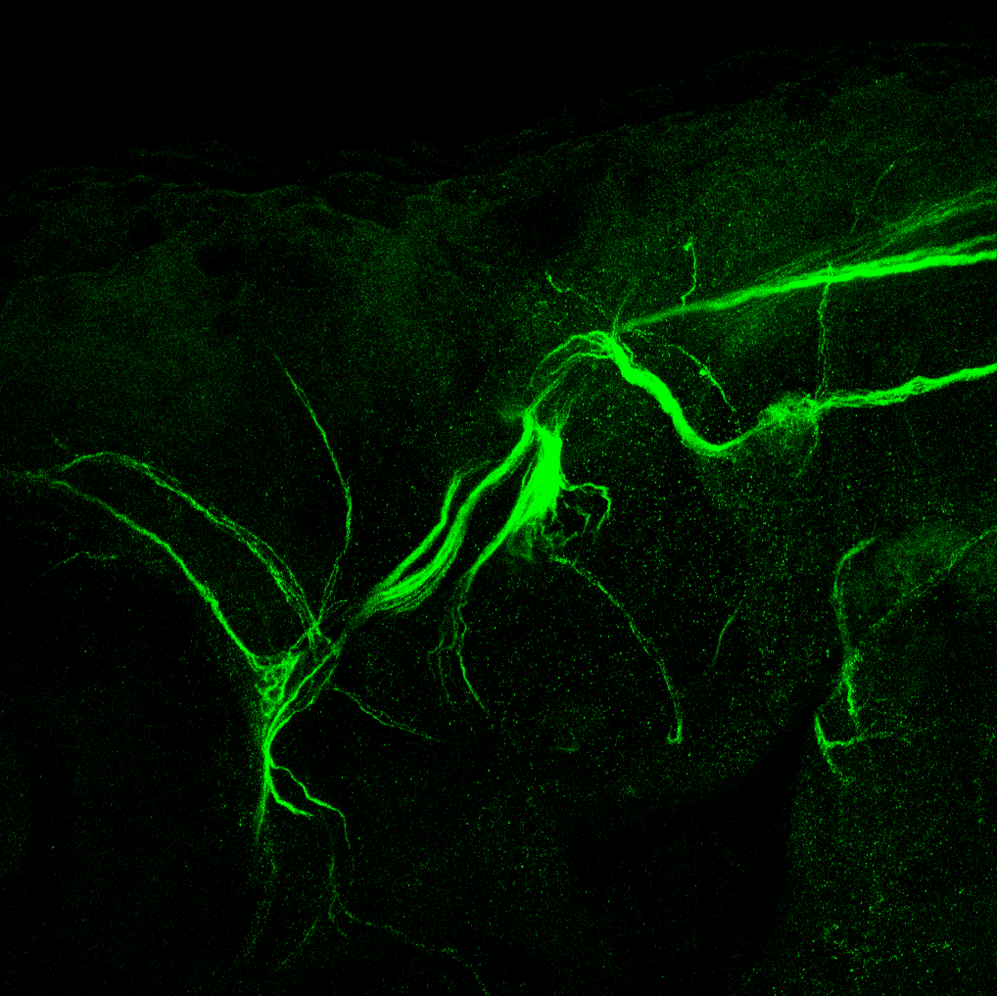 Lateral view 5dpf 3A10