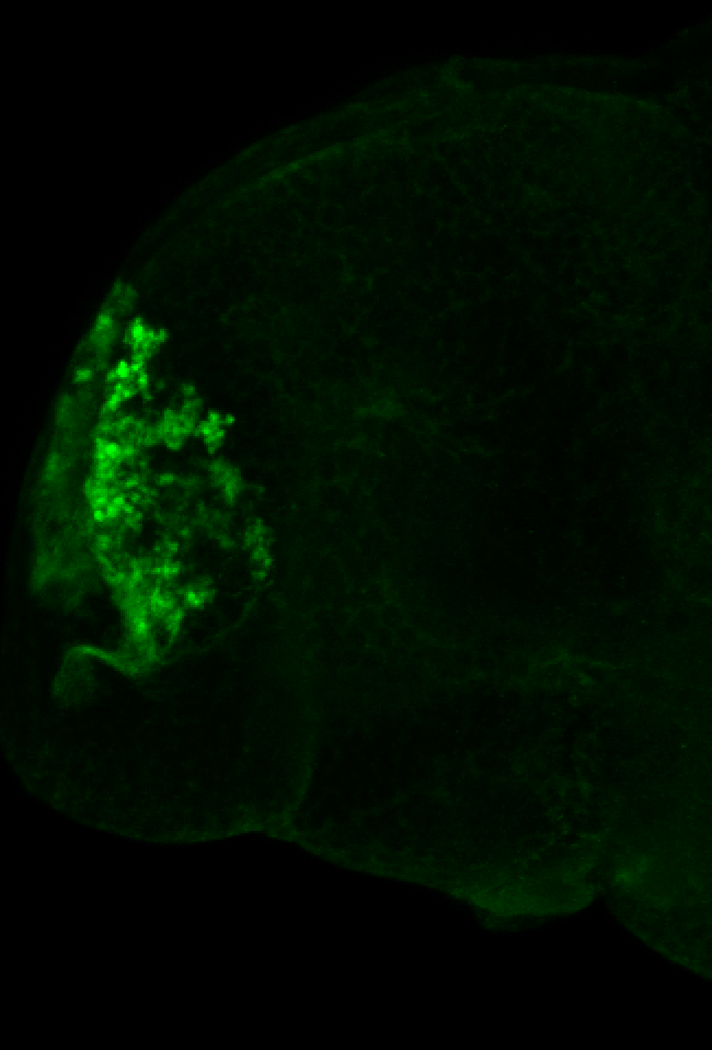 olfactory bulb 3dpf lateral parvalbumin