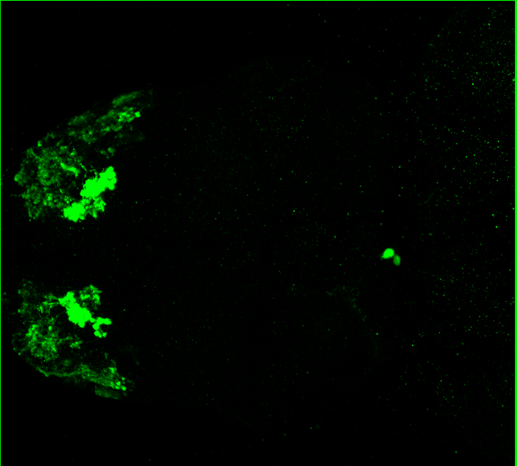 5dpf dorsal parvalbumin