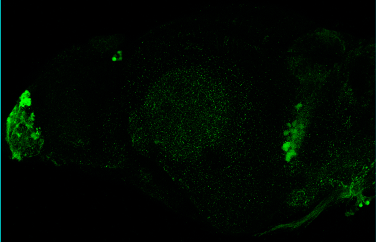 4dpf lateral view parvalbumin