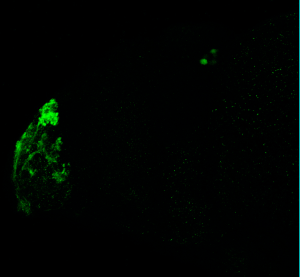 4dpf lateral view parvalbumin 