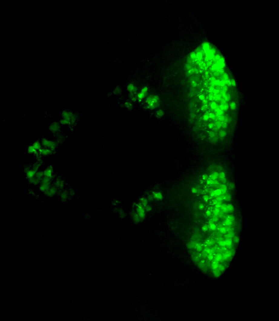 5-HT 5dpf ventral view