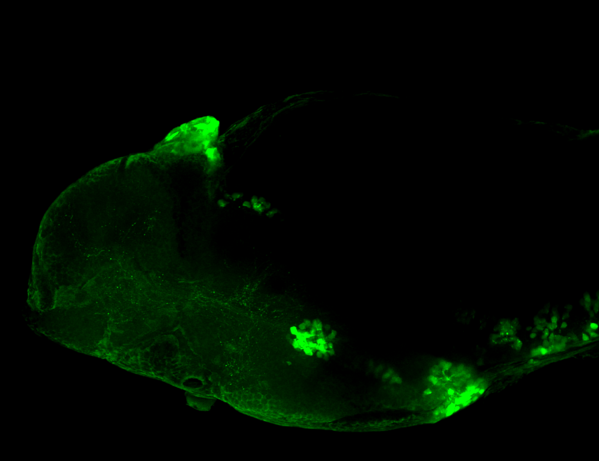 5-HT 4dpf lateral view