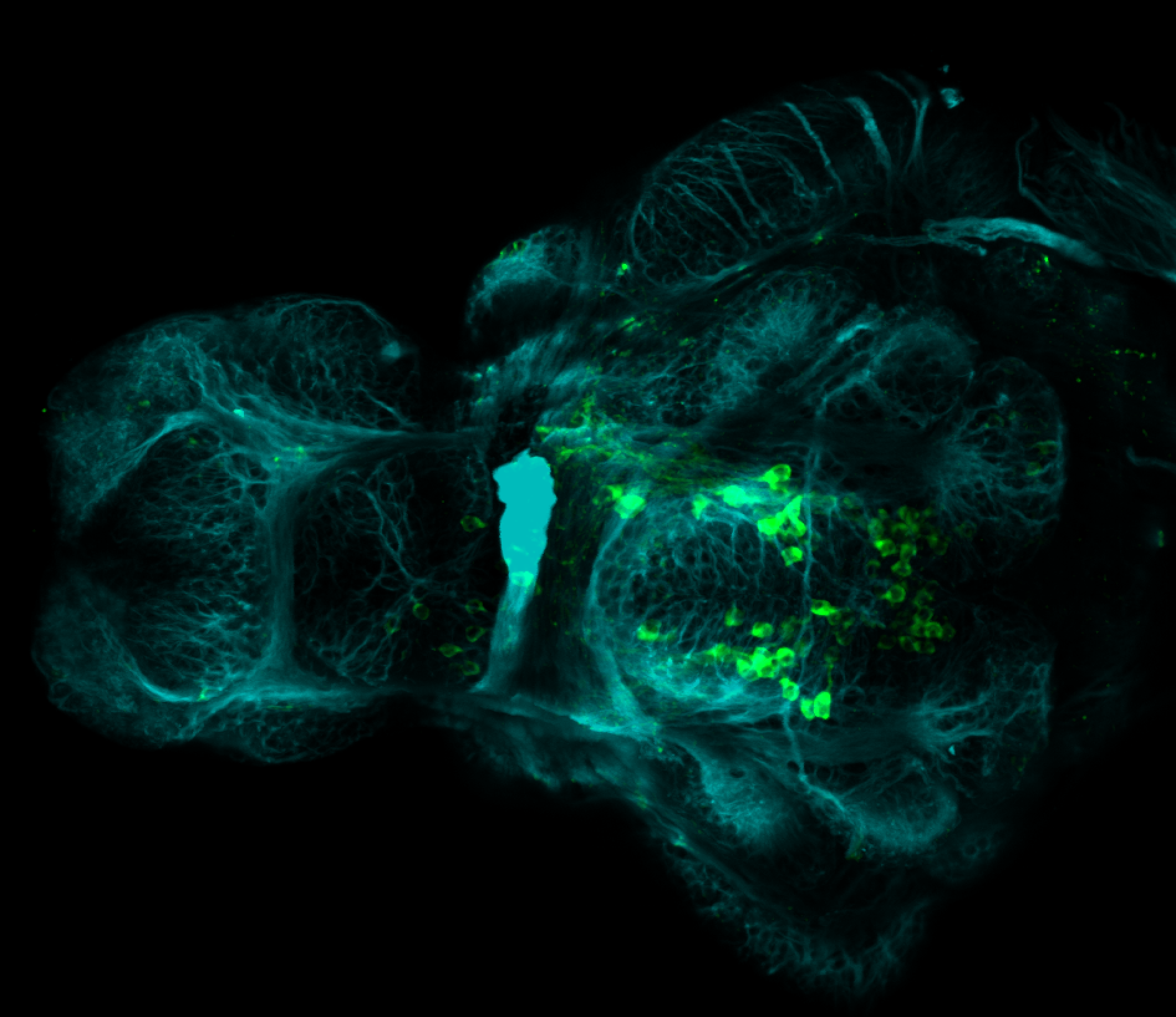 4dpf ventral anti-TH and tubulin(cyan)