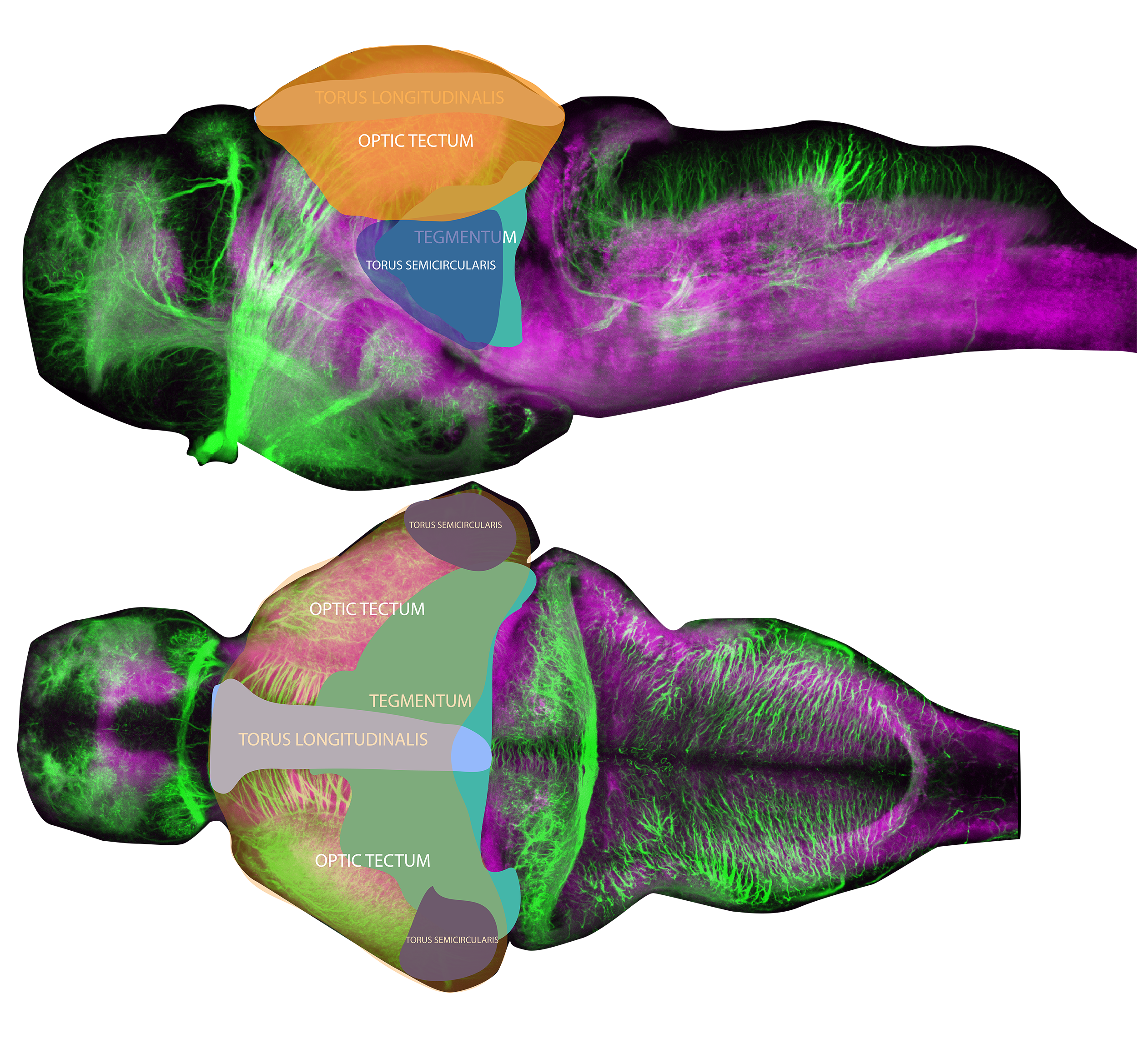 midbrain navigation-01.png
