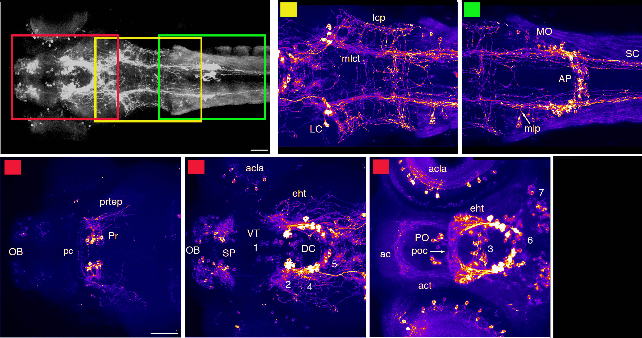 dopaminergic neurons in 3dpf larval zebrafish