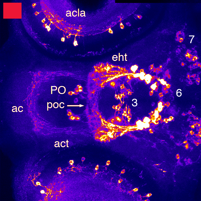 dopaminergic neurons in the ventral forebrain 3dpf