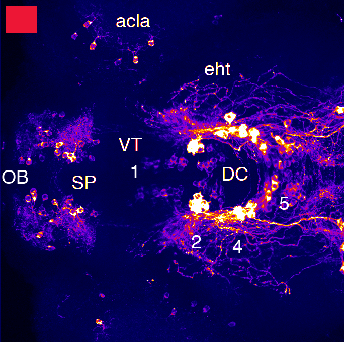 Forebrain dopaminergic neurons dorsal groups at 3dpf
