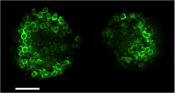 Single-depth confocal section through the habenulae of a 4 dpf Tg(ET16:GFP) transgenic larva in which a subset of habenular neurons express GFP. In each nucleus the neuronal somata are arranged as ovoid shells surrounding a central neuropil domain. It is in this domain that neurons elaborate their dendritic arbors(Image courtesy of Isaac Bianco taken from Bianco et al, 2008).