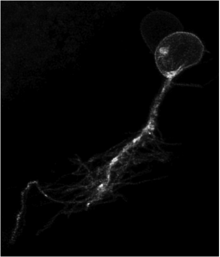 A Left habenular neuron visualised by focal electroporation with a construct driving the expression of membrane GFP. Habenular cells have a rounded nucleus and are mono polar, projecting their dendrites inwards to form the dense neuropil of the habenulae (Image courtesy of Isaac Bianco taken from Bianco et al, 2008).