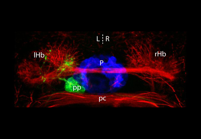 A dorsal view of the epithalamus showing the left sided parapineal nucleus innervating the left habenular. The left-sided parapineal organ that promotes the elaboration of left sided habenular identity (Image courtesy of Miguel Concha, Concha et al, 2003).
