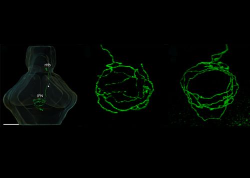 Habenular neurons have a stereotypical unipolar morphology and their axons terminate in spiral-shaped arbors that display multiple midline crossing. (Left) Three-dimensional reconstruction showing a R habenular (rHb) projection neuron in an intact 4 dpf larval zebrafish brain. Arrow indicates direction of axonal projection within the FR, from the rHb to the IPN. (Centre and Right) Confocal z-projection within the IPN showing a single axonal arbor elaborated by a L habenular projection neuron(centre) labeled by focal electroporation. The arbor crosses the ventral midline (dotted line) multiple times. Branches can also reverse direction such that they encircle the IPN in opposite senses. These arbors are shaped like a domed crown and arborize over a considerable DV extent. (Right) Shows an example of a R typical arbour, Which are considerably flatter. (Image provided by Isaac Bianco taken from Bianco et al, 2008)