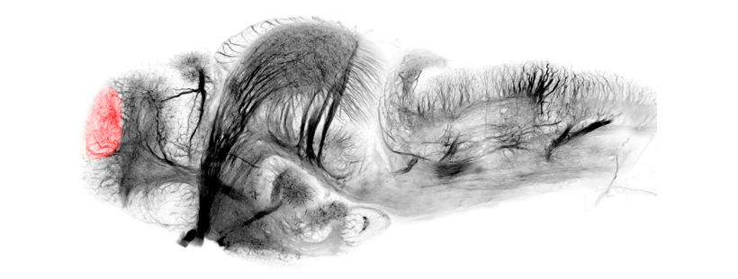 olfactory bulb schematic lateral 4dpf 