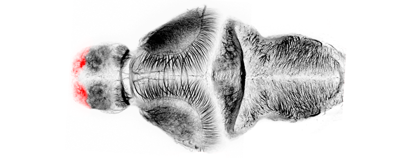 Olfactory bulb dorsal schematic 4dpf